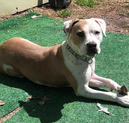 Photo of BELLA