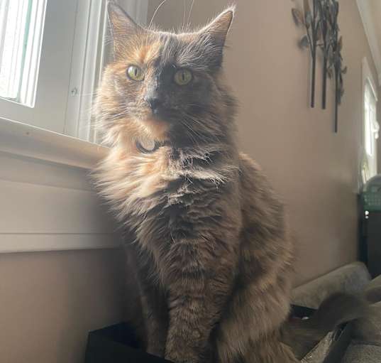 Photo of Jewel