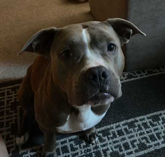 Photo of Bella