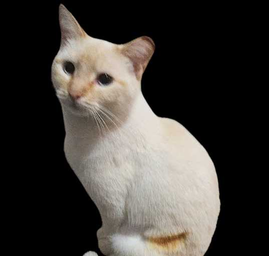 Photo of Ronni