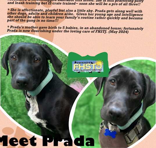 Photo of Prada