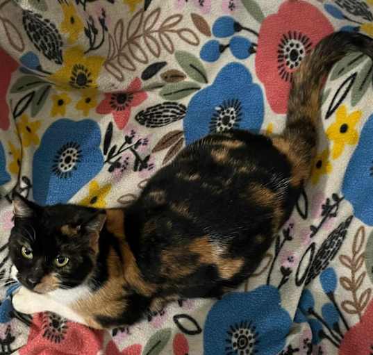 Photo of Calypso