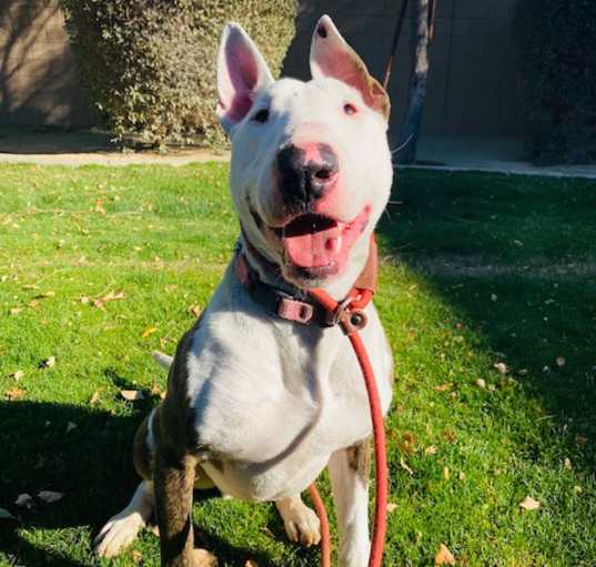 Photo of Bruno