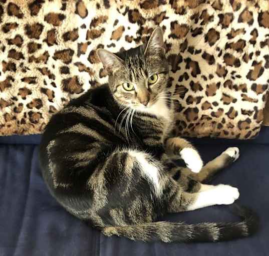 Photo of Roxy