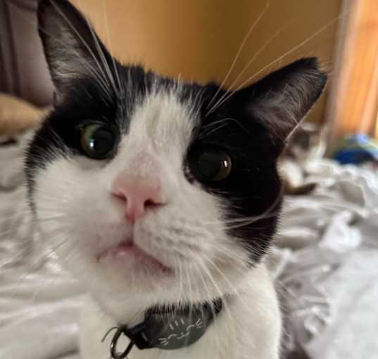 Photo of Oreo