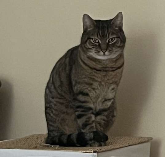 Photo of Kenobi