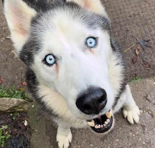 Photo of Balto