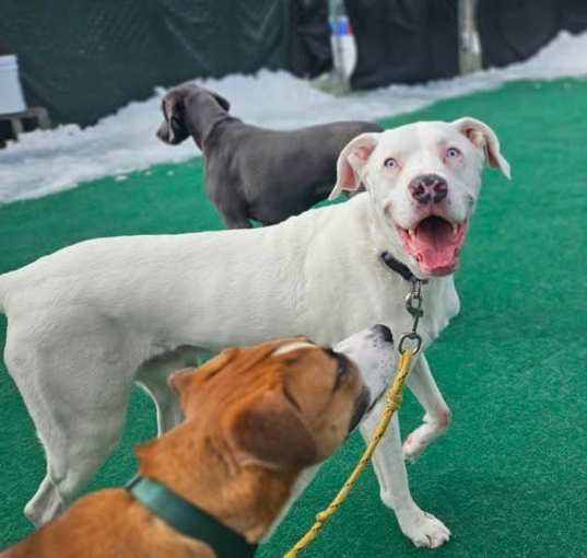 Photo of Beaux  - in CT