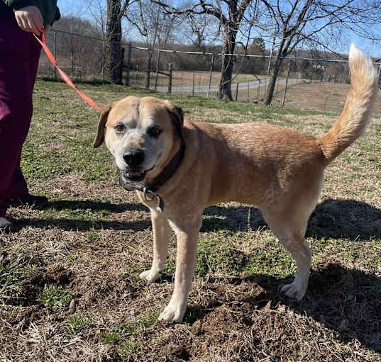 Photo of Rocky--CHILL OLD MAN