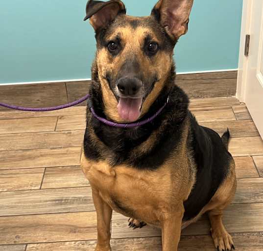 Photo of Jackson--OWNER DIED