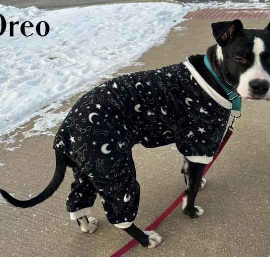 Photo of Oreo