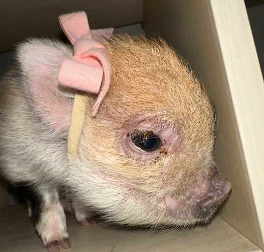 Photo of Sugar