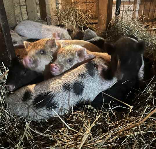 Photo of Piglets