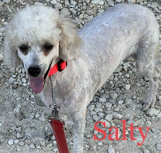 Photo of Salty Dog