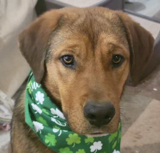 Photo of Buster