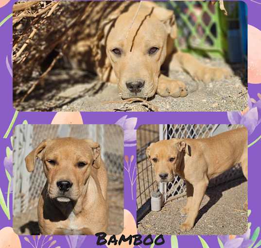 Photo of Bamboo