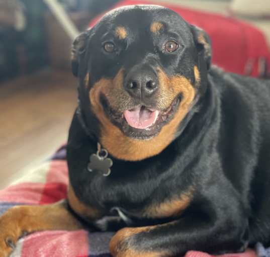 Photo of Bruno