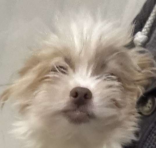 Photo of Shih Pom Shermie