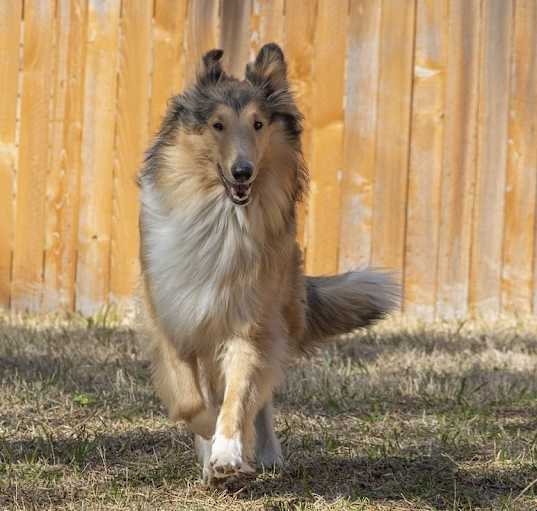 Photo of Molly