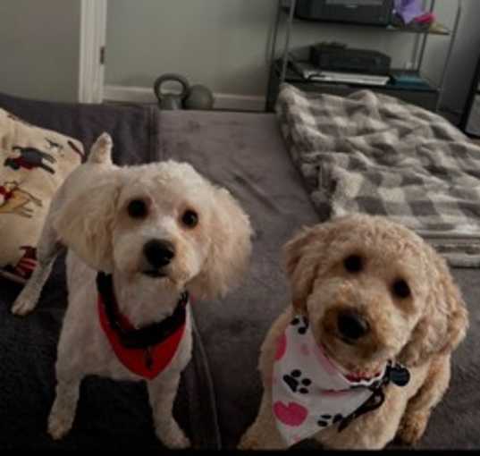 Photo of Fred and Ethel - Must be adopted together