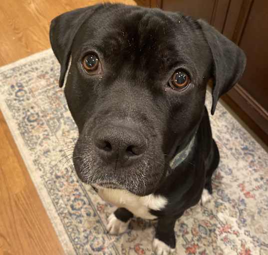 Photo of Goose