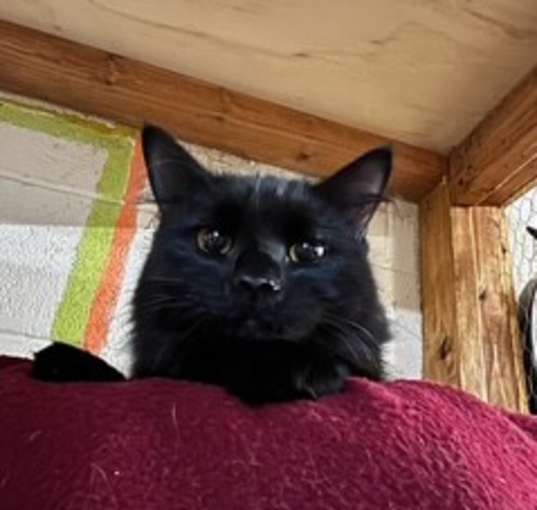 Photo of Ziggy Mae