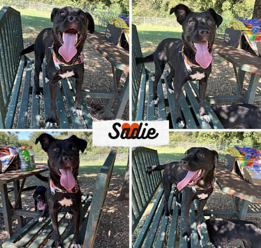 Photo of Sadie