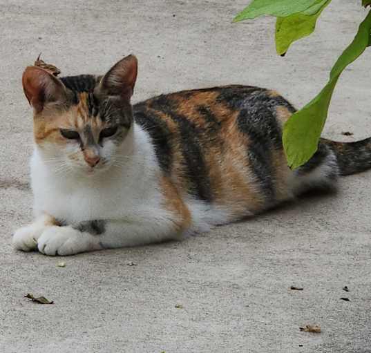 Photo of CaliCoCo