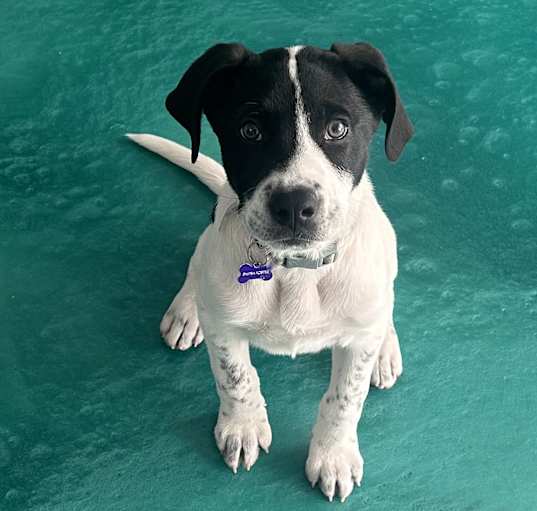 Photo of Charlie Brown