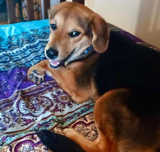 Photo of DIXIE