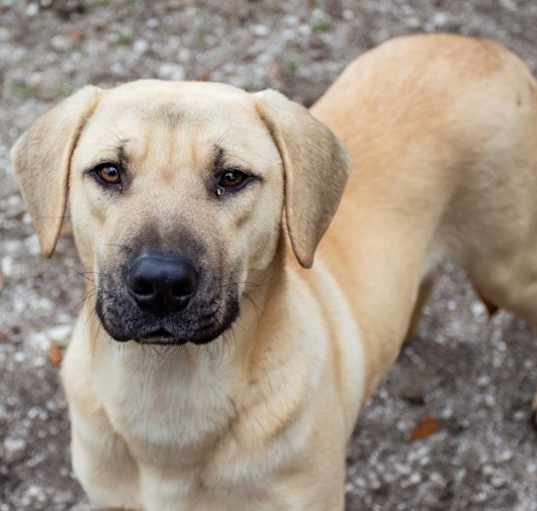 Photo of Dasher