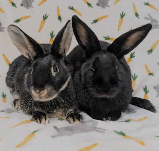 Photo of Chenille