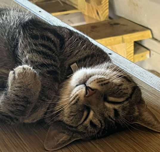 Photo of SCAT KAT JONES