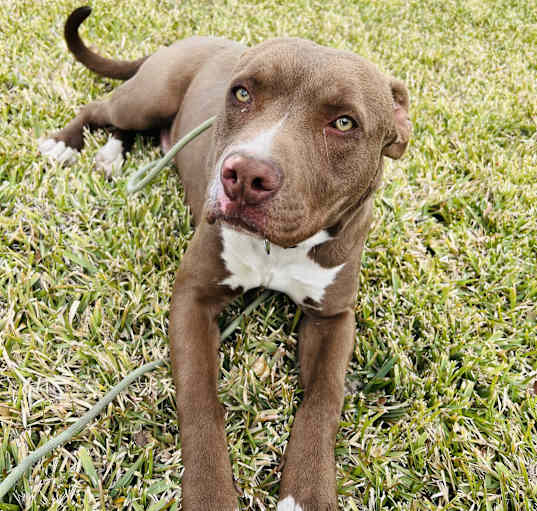 Photo of BRUNO cat and dog friendly