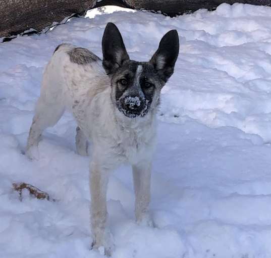 Photo of Dolly