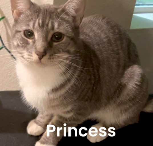 Photo of Princess