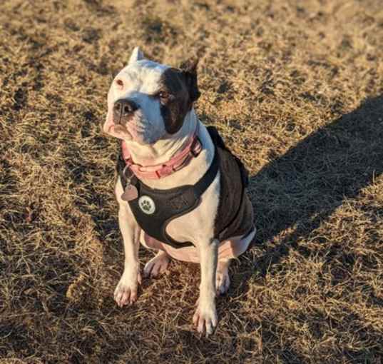 Photo of Tinker