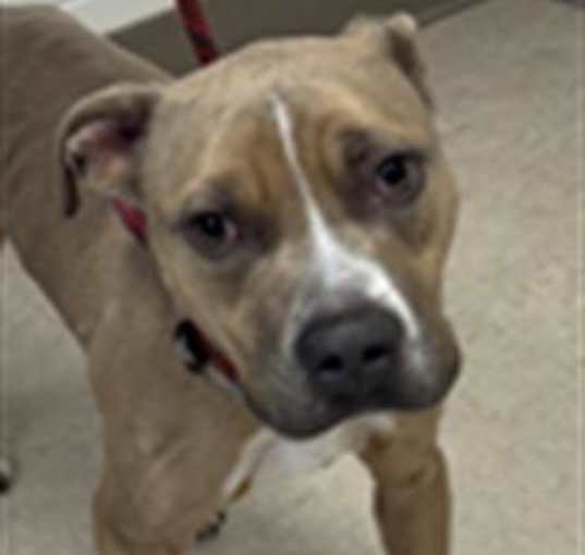 Photo of PANCHO