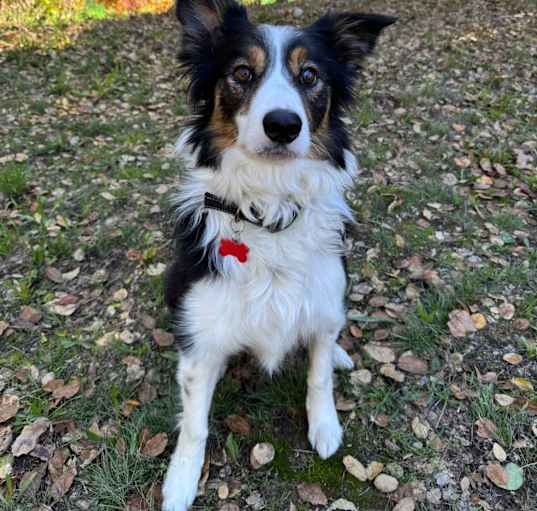 Photo of Ranger