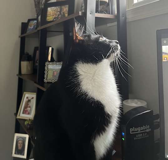 Photo of Maverick