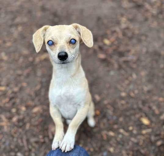 Photo of Canela a young Dachshund mix female