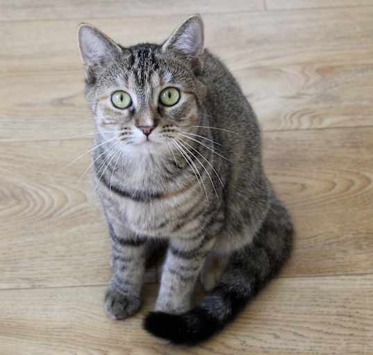 Photo of Ginger