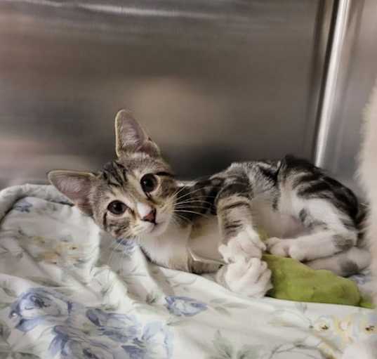 Photo of Harley