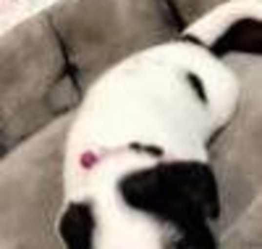 Photo of Lucy (Bailey TX)