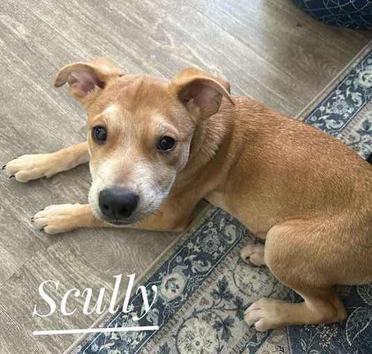 Photo of Scully