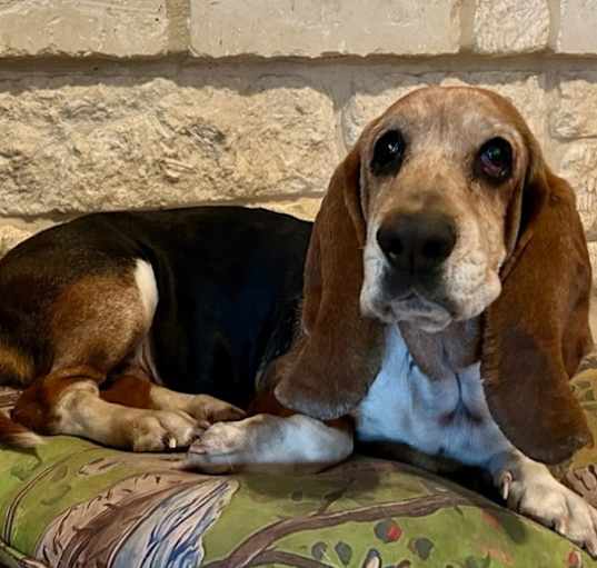 Photo of Sadie