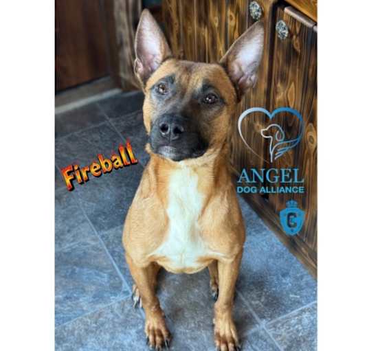 Photo of Fireball