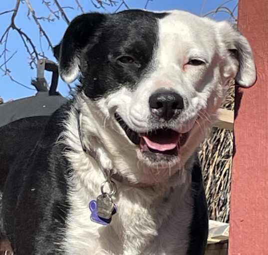 Photo of Pearl