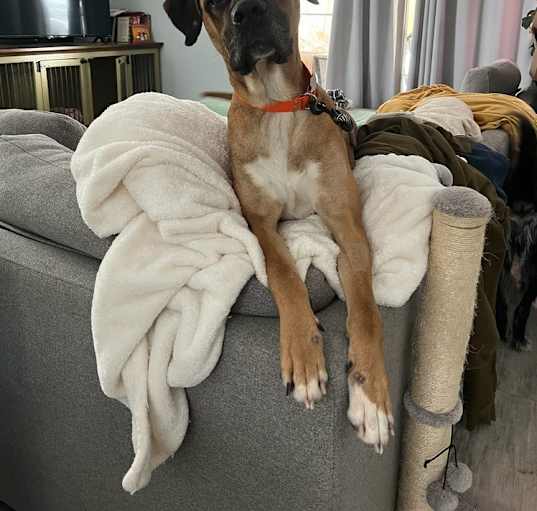 Photo of Dutch