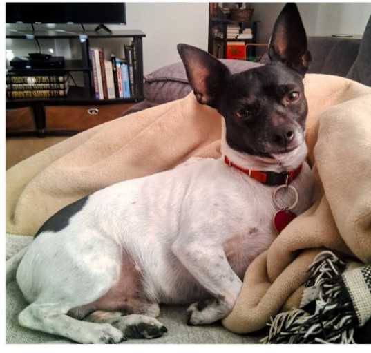 Photo of Niko